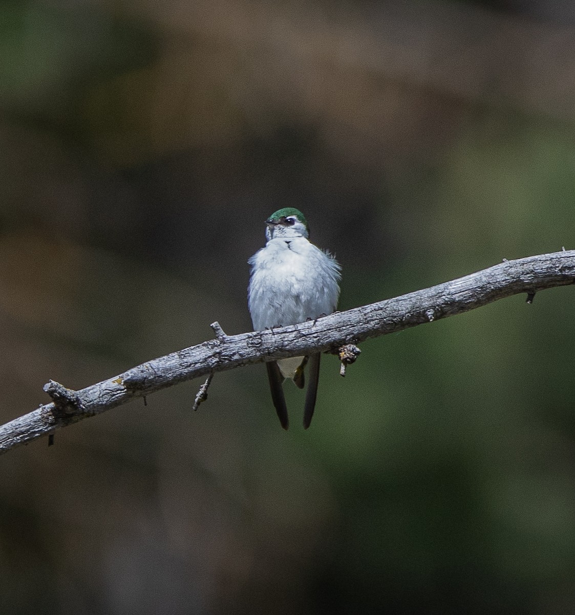 Violet-green Swallow - ML619636513