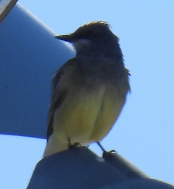 Cassin's Kingbird - ML619636514