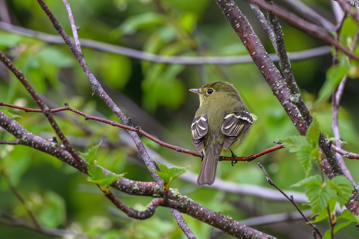 Yellow-bellied Flycatcher - Alain Kemp