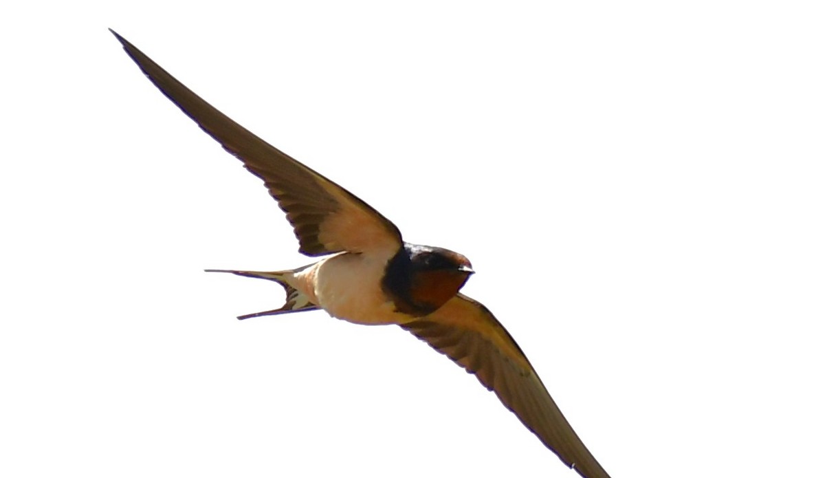 Barn Swallow - ML619636517
