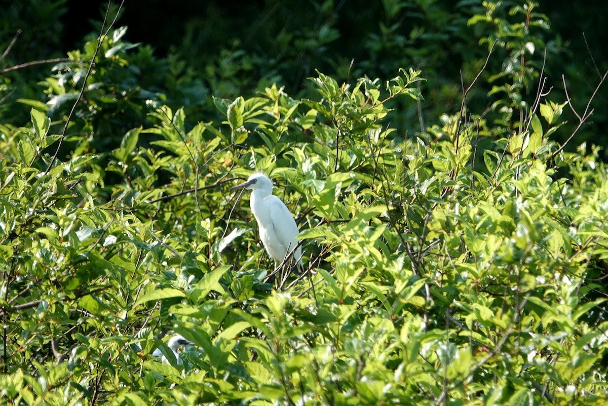 Little Blue Heron - deborah grimes