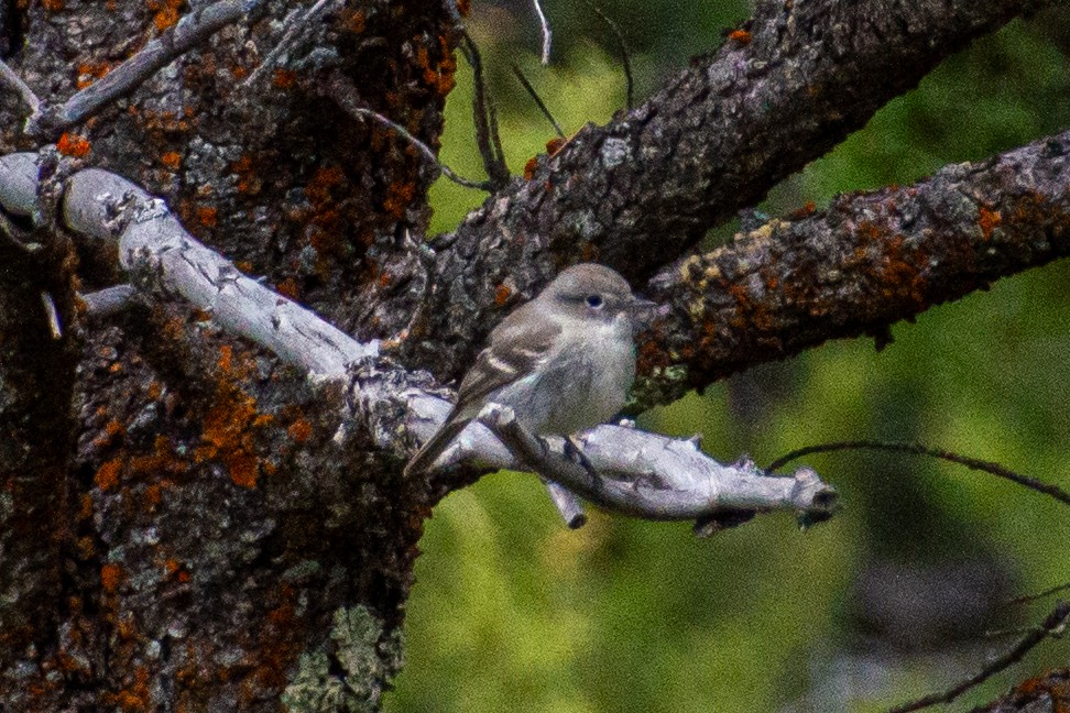 Gray Flycatcher - Matt Blaze