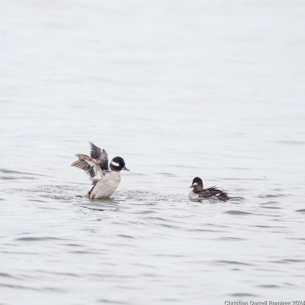 Bufflehead - Christian Ramirez