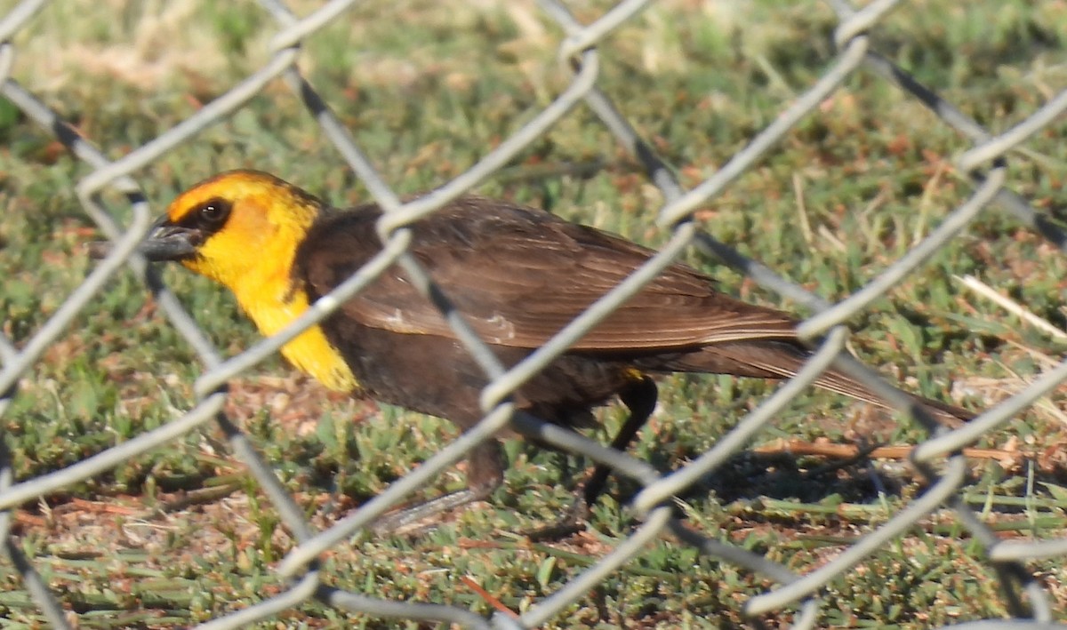 Yellow-headed Blackbird - Julie Furgason