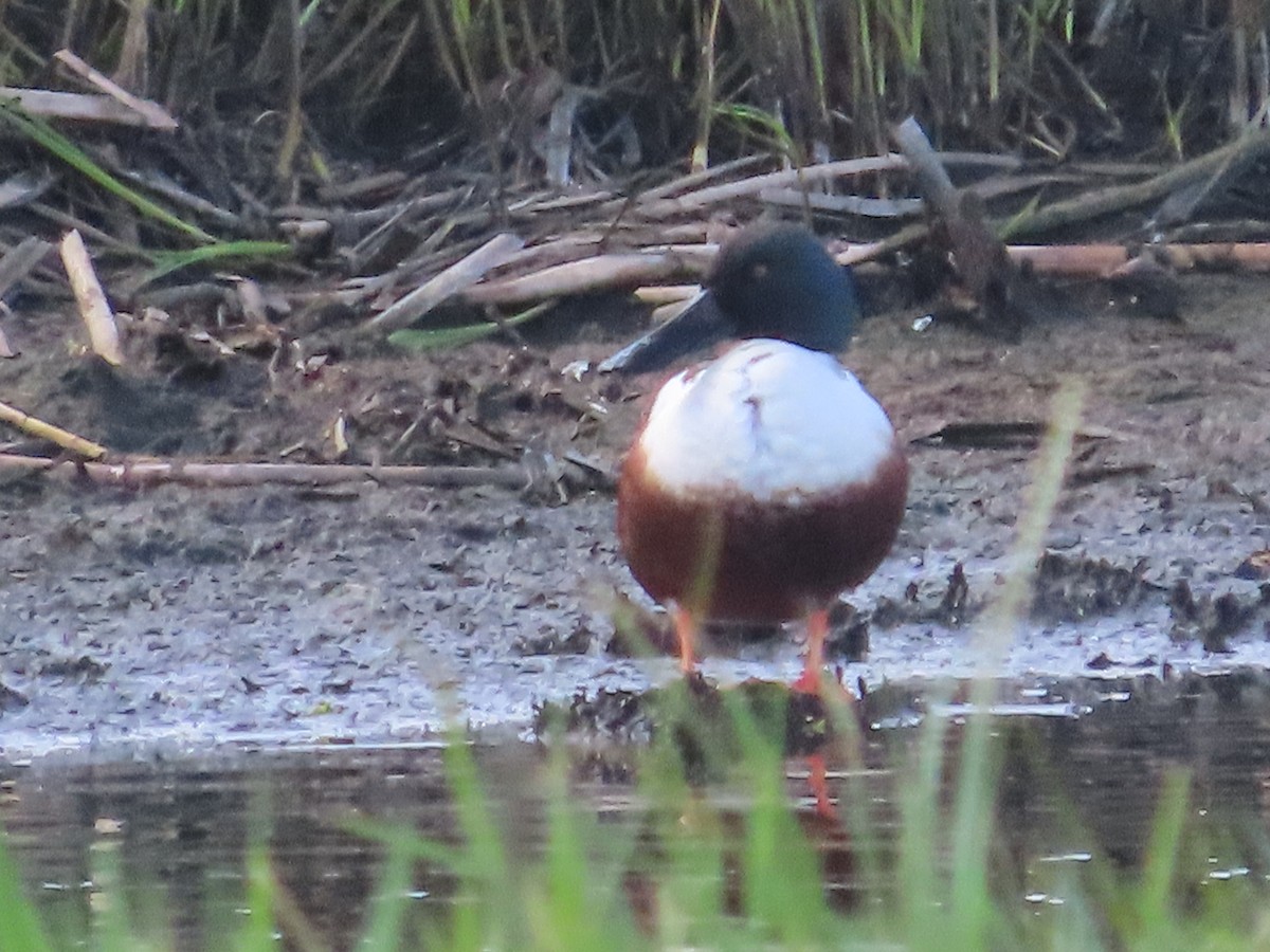 Northern Shoveler - Bruce Pasfield