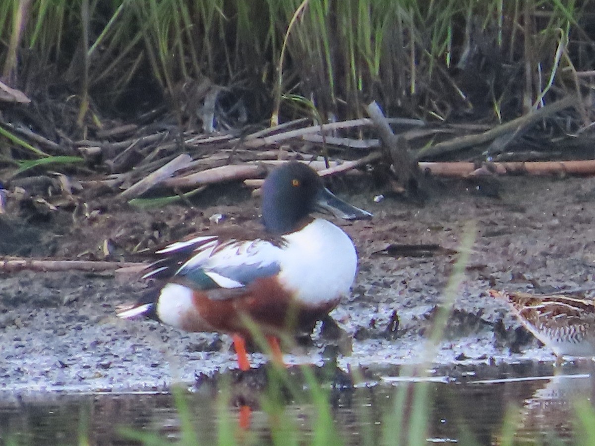 Northern Shoveler - Bruce Pasfield