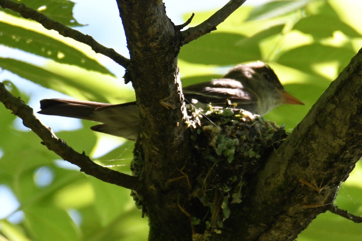 Eastern Wood-Pewee - Kevin Roback