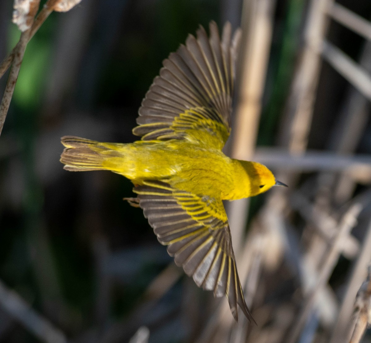 Yellow Warbler - Richard Thunen