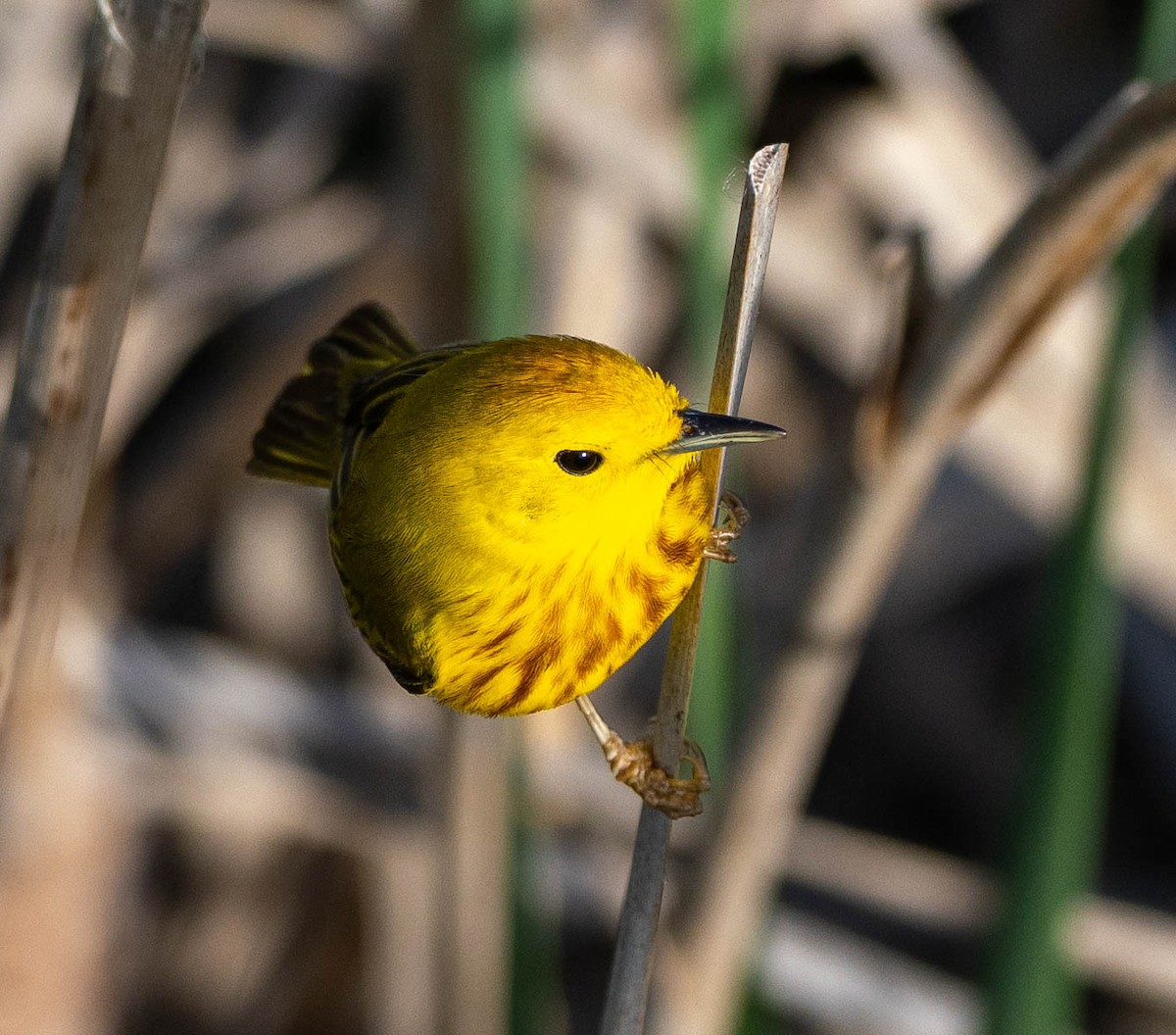 Yellow Warbler - Richard Thunen