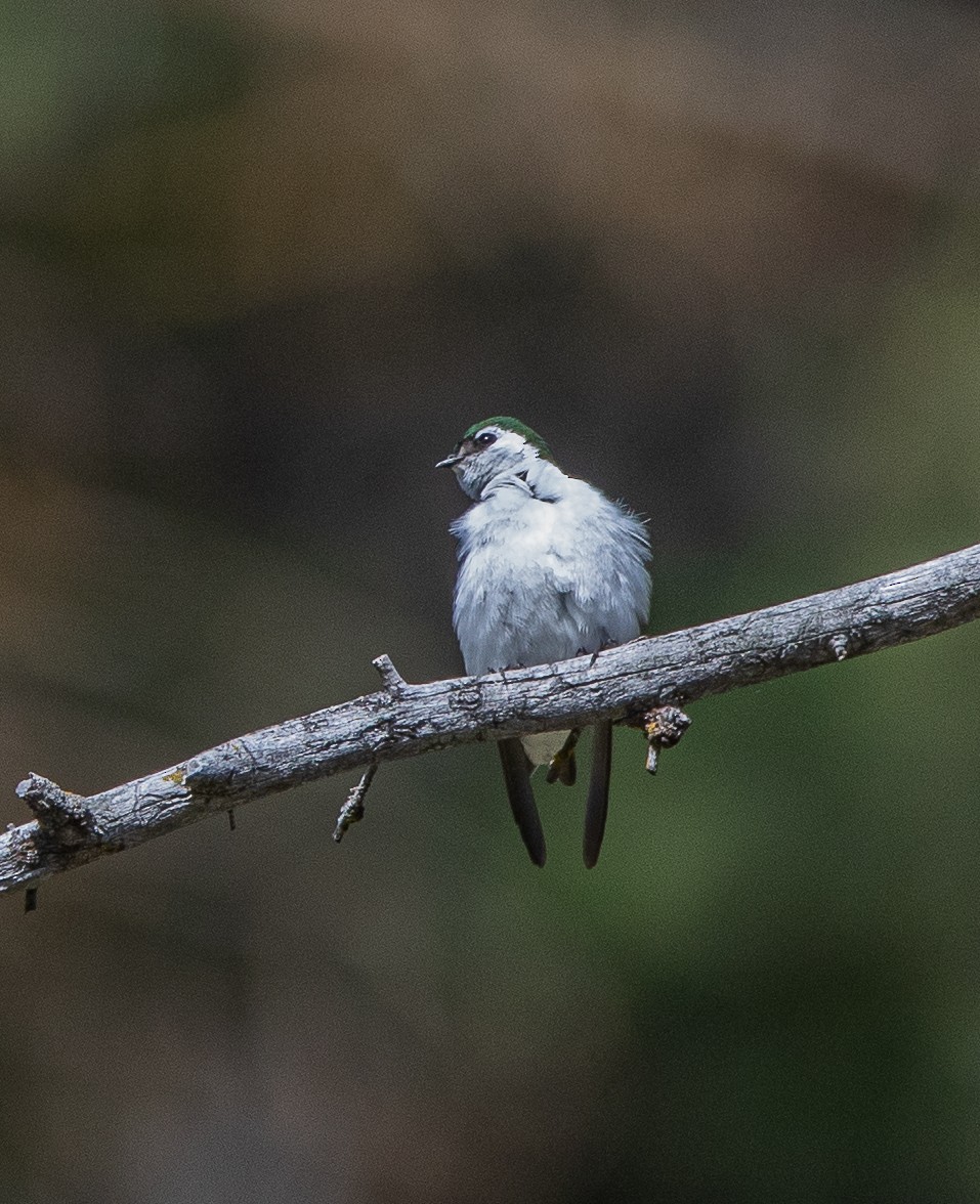 Violet-green Swallow - ML619636549