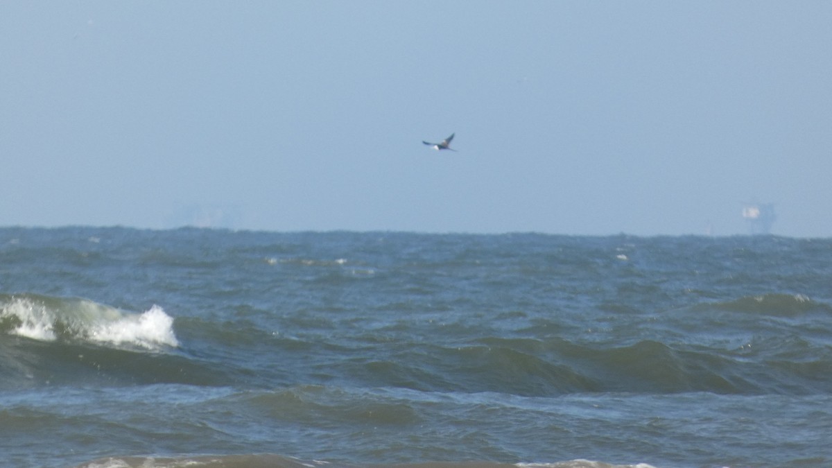 Magnificent Frigatebird - ML619636551