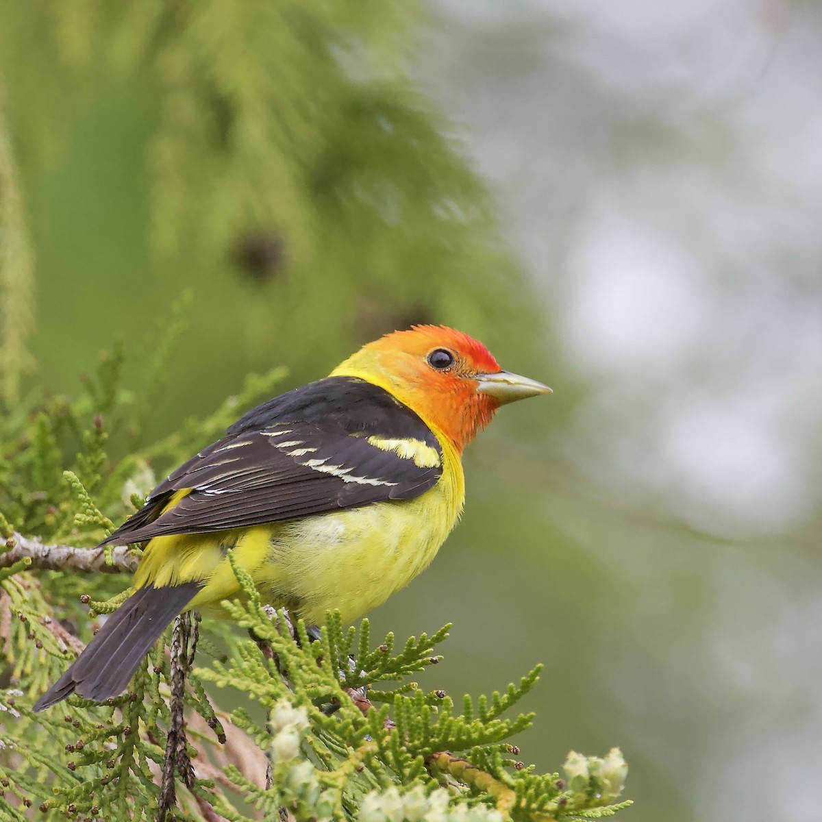 Western Tanager - Nicole Beaulac