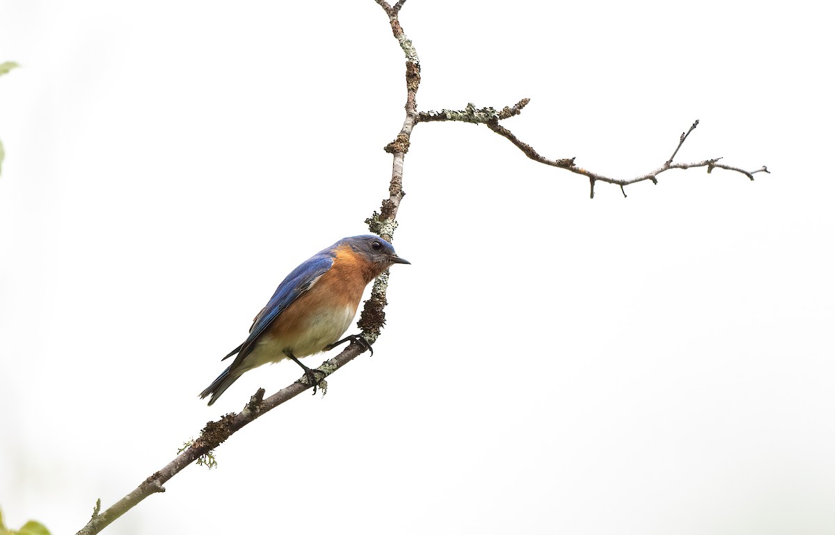 Eastern Bluebird - Annie Lavoie