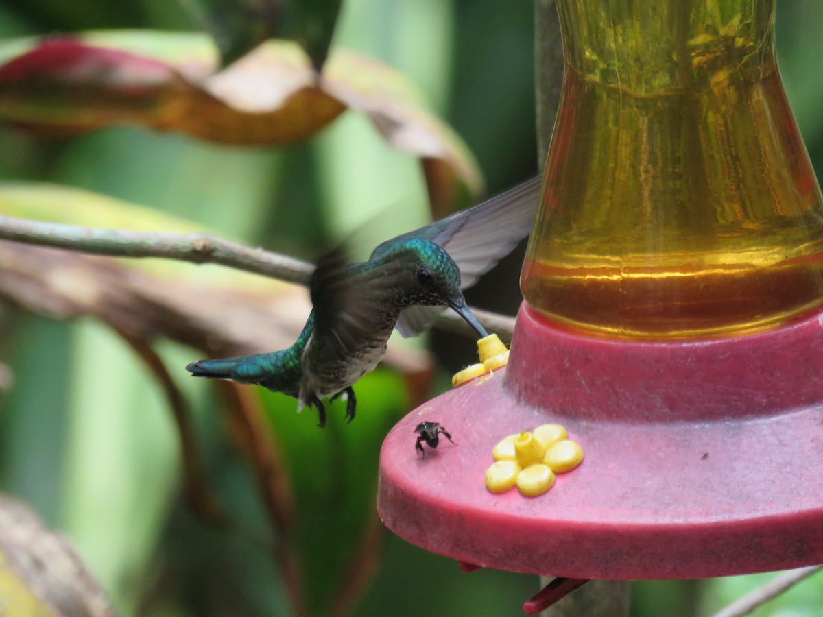 White-necked Jacobin - Sam Holcomb