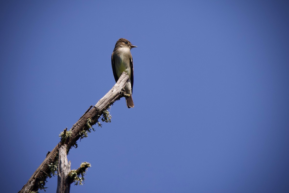 Western Wood-Pewee - Judith Allen