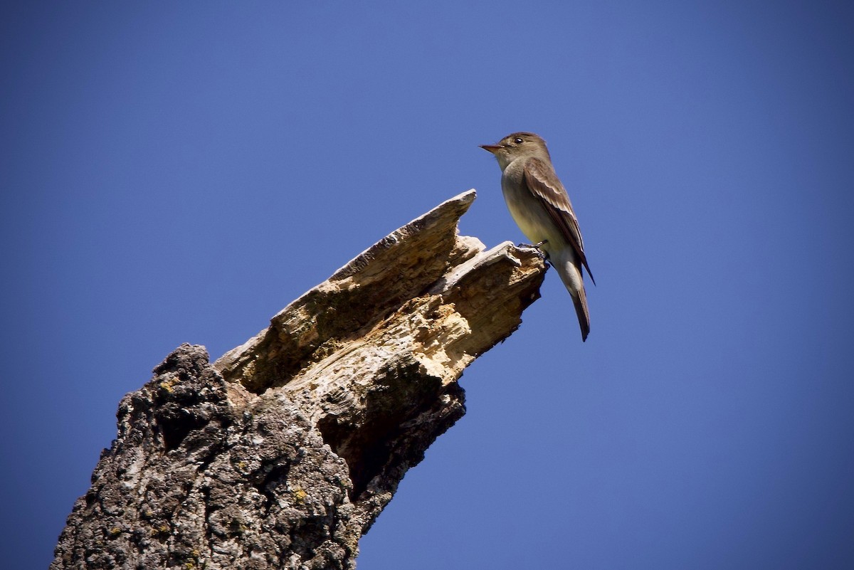 Western Wood-Pewee - Judith Allen