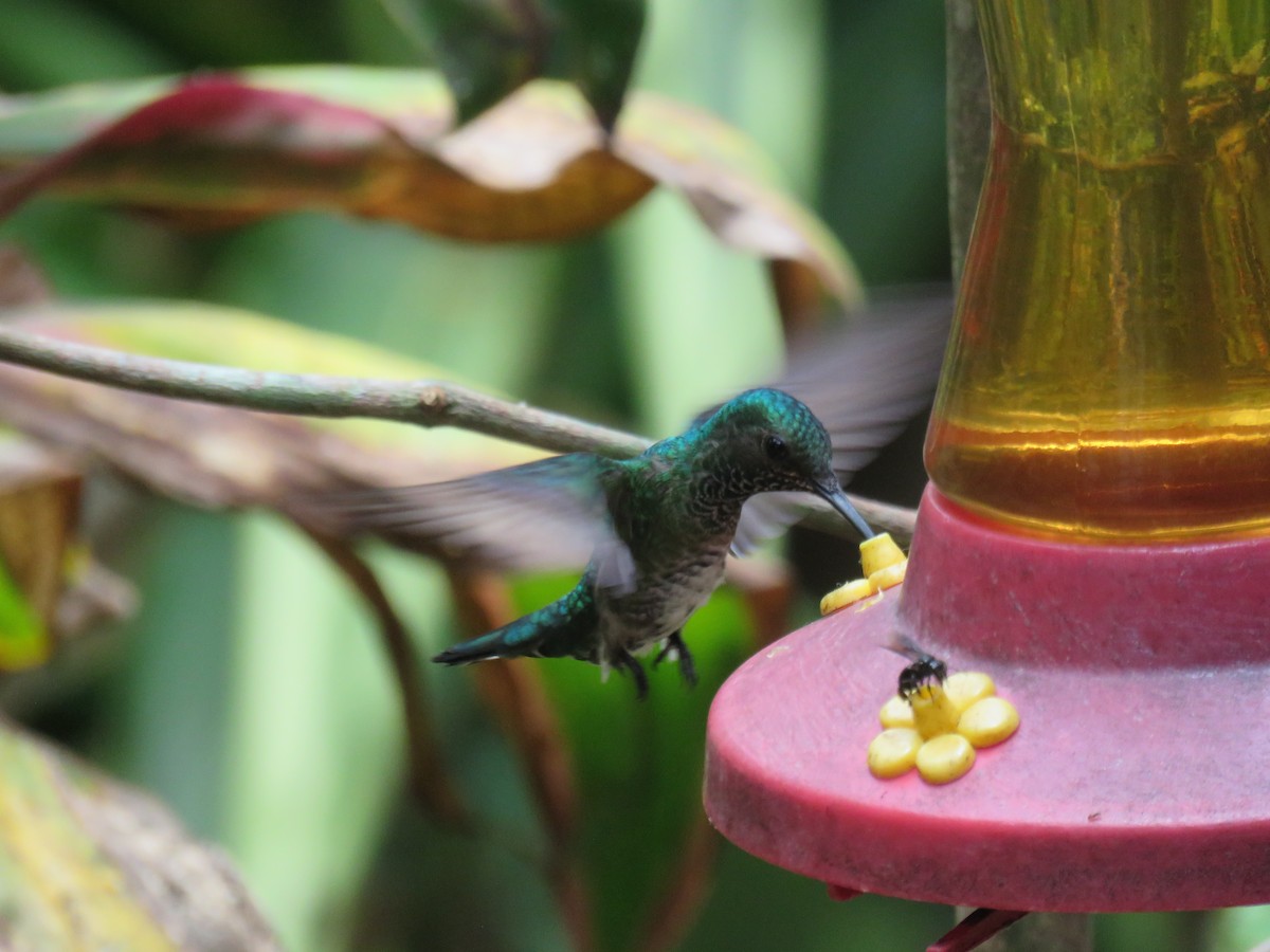 White-necked Jacobin - Sam Holcomb