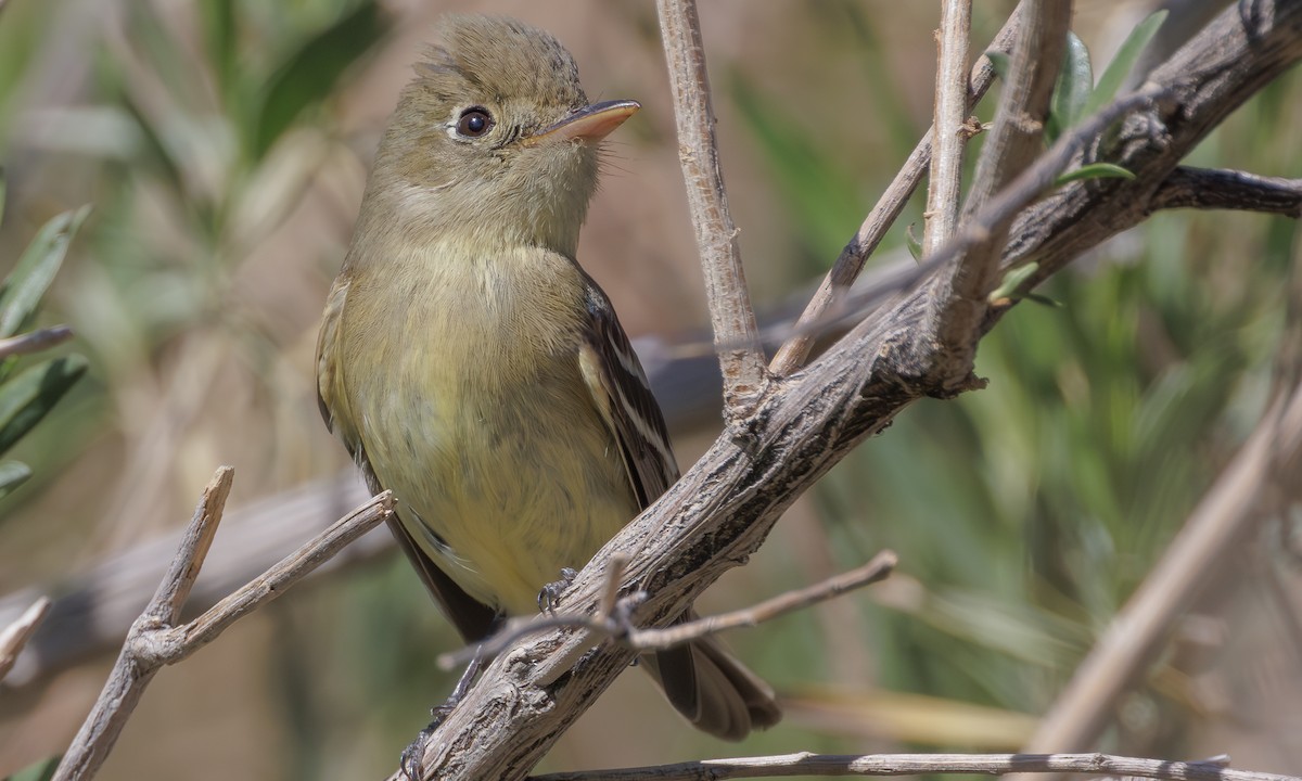 Western Flycatcher (Pacific-slope) - Steve Kelling