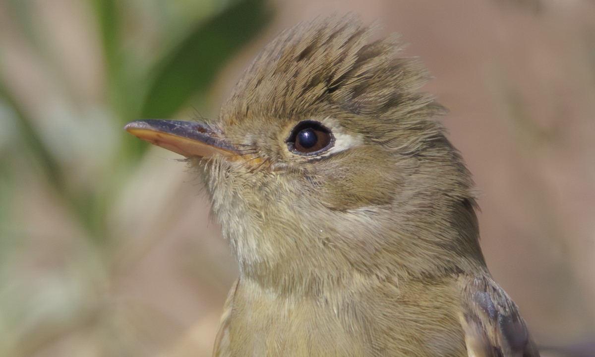 Western Flycatcher (Pacific-slope) - Steve Kelling