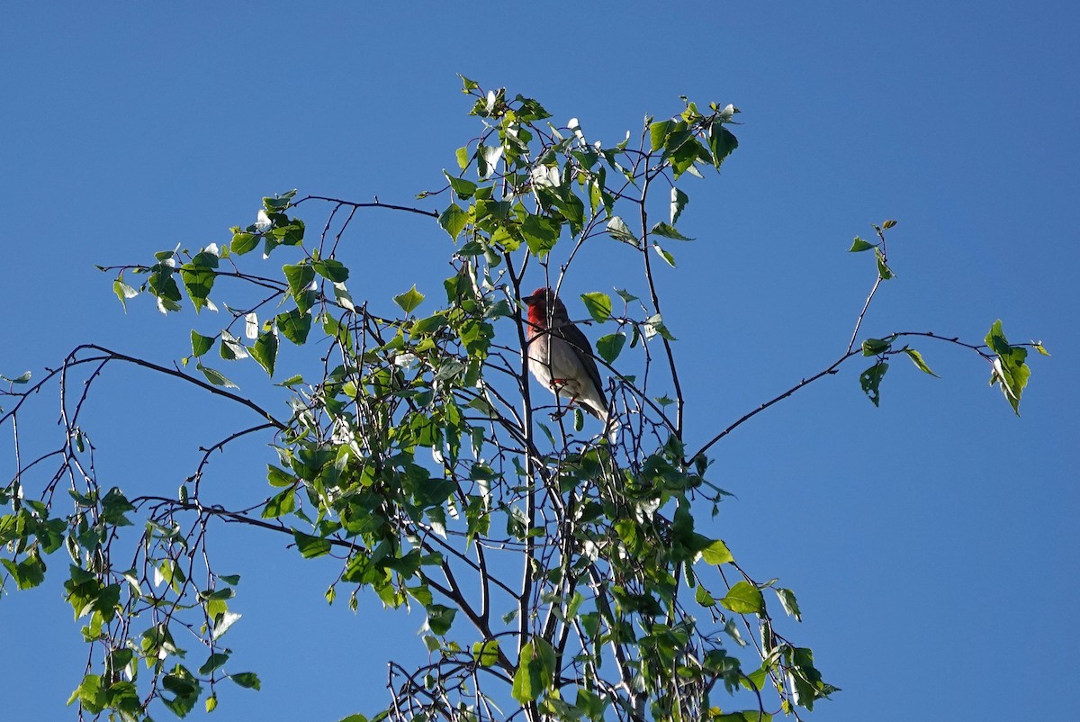 Common Rosefinch - Thomas Gibson