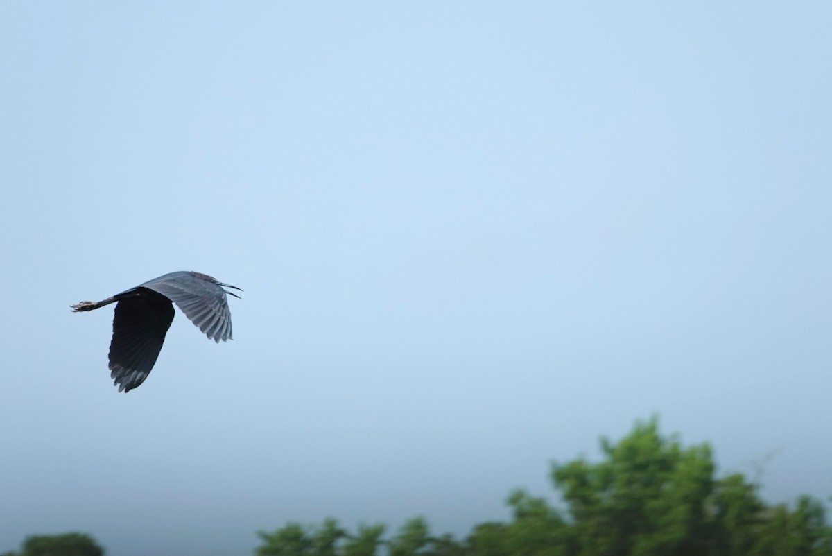 Little Blue Heron - deborah grimes