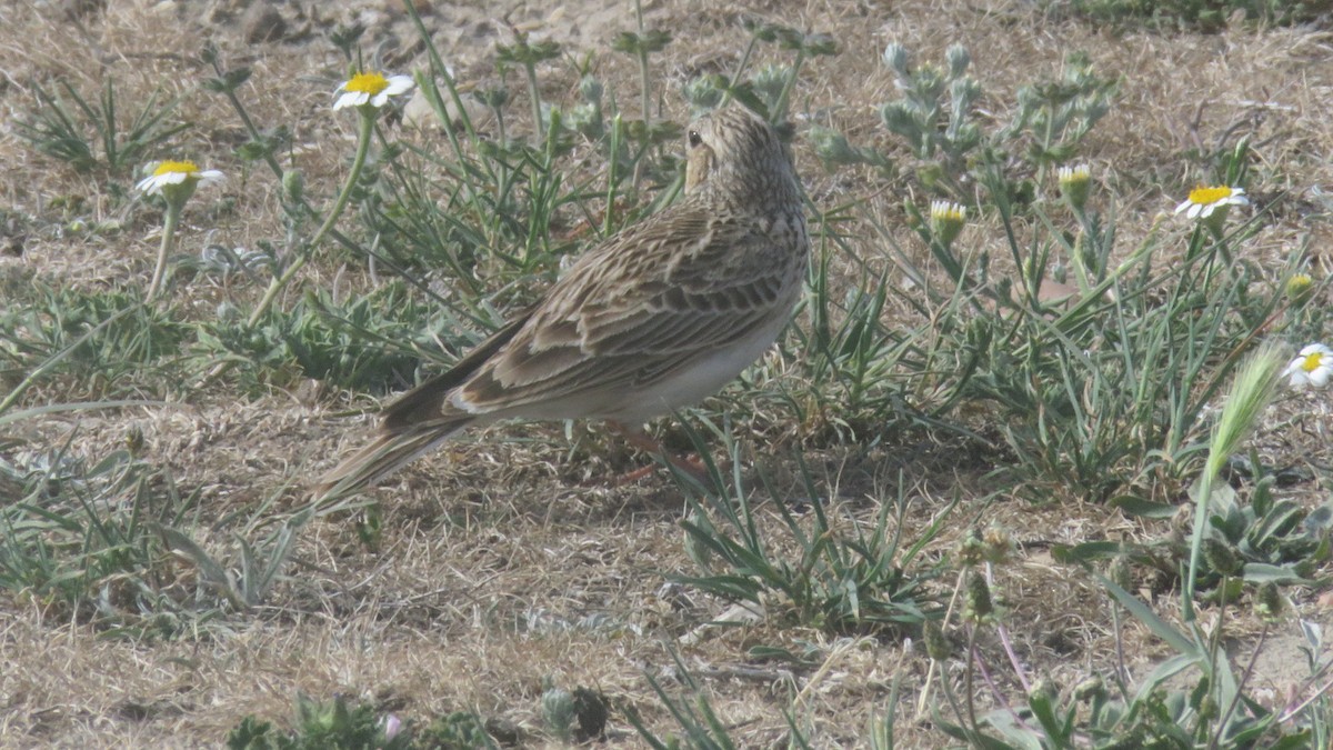 Calandra Lark - Felipe Rosado Romero