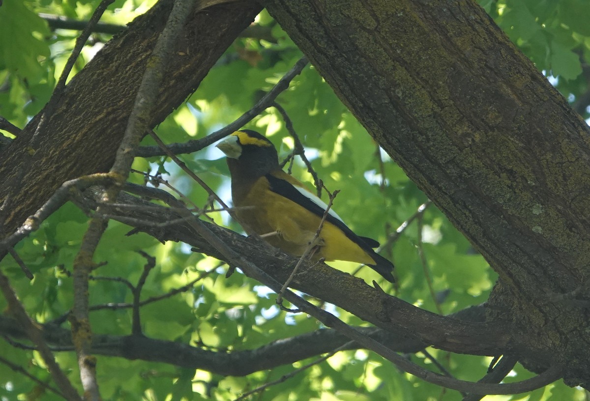 Evening Grosbeak - ML619636582