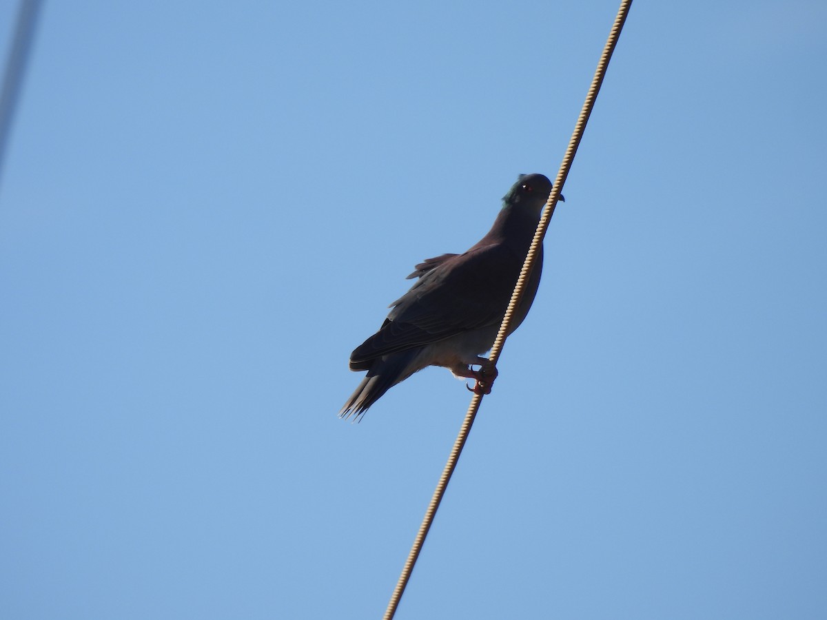 Pale-vented Pigeon - ML619636589