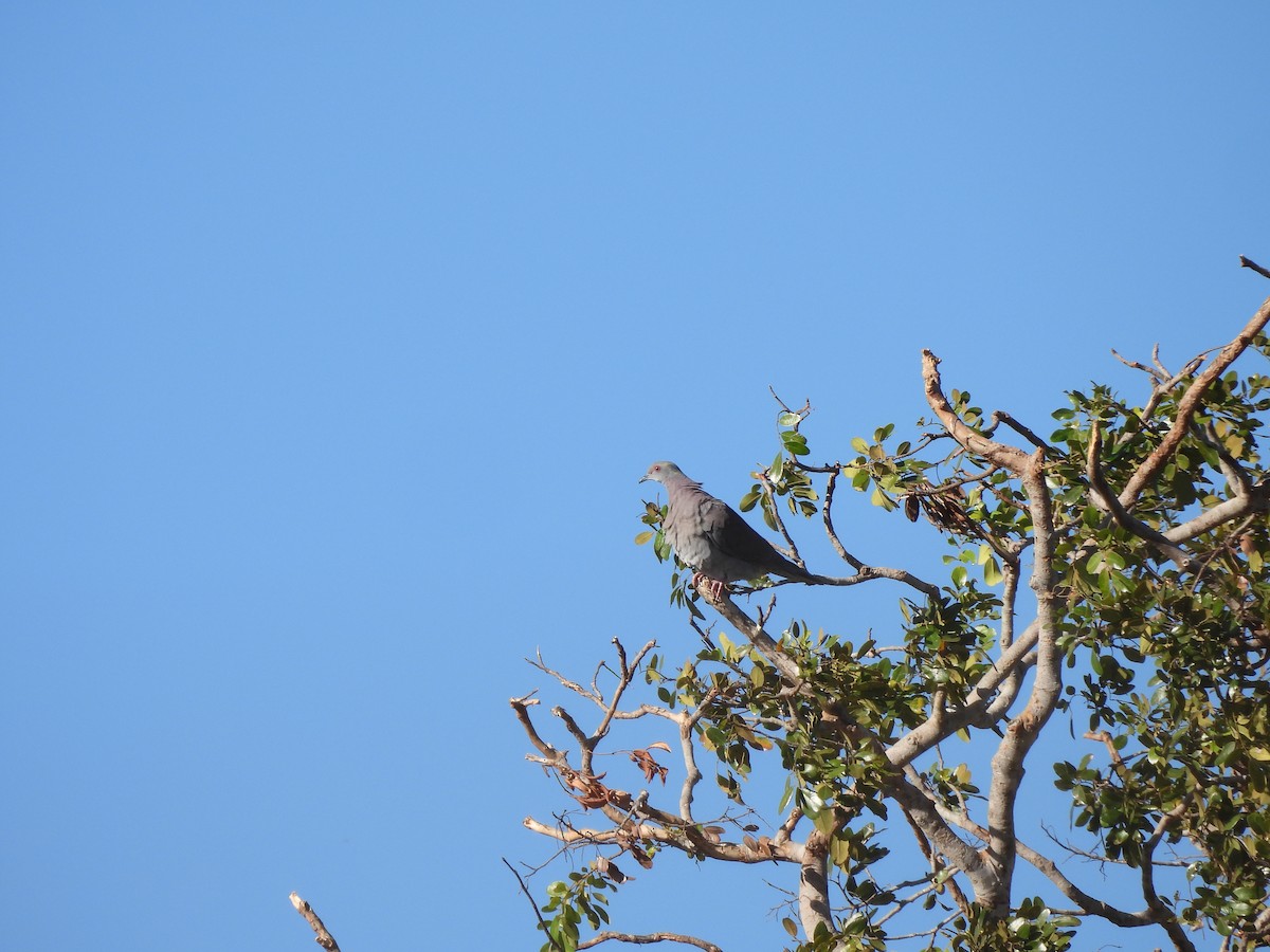 Pigeon rousset - ML619636590