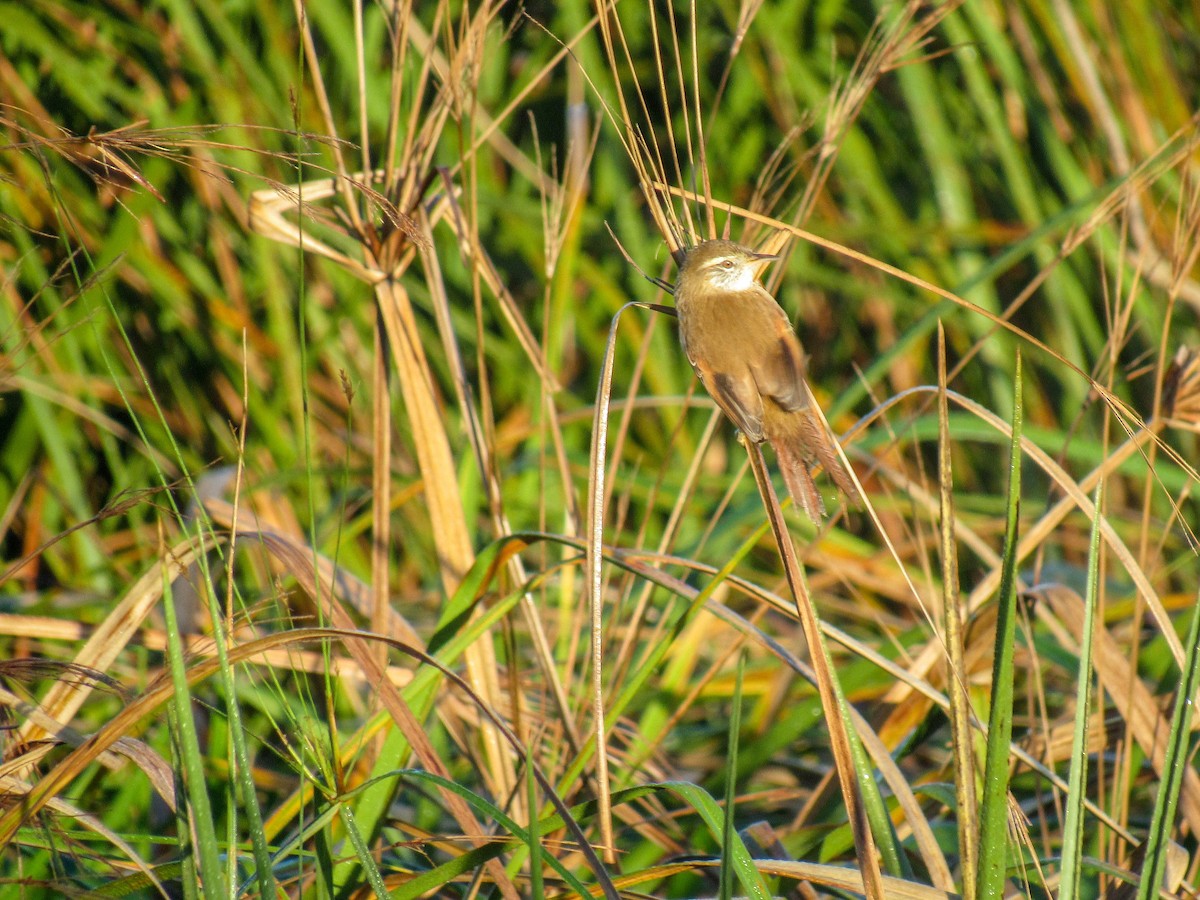 Sulphur-bearded Reedhaunter - Luis  Weymar Junior