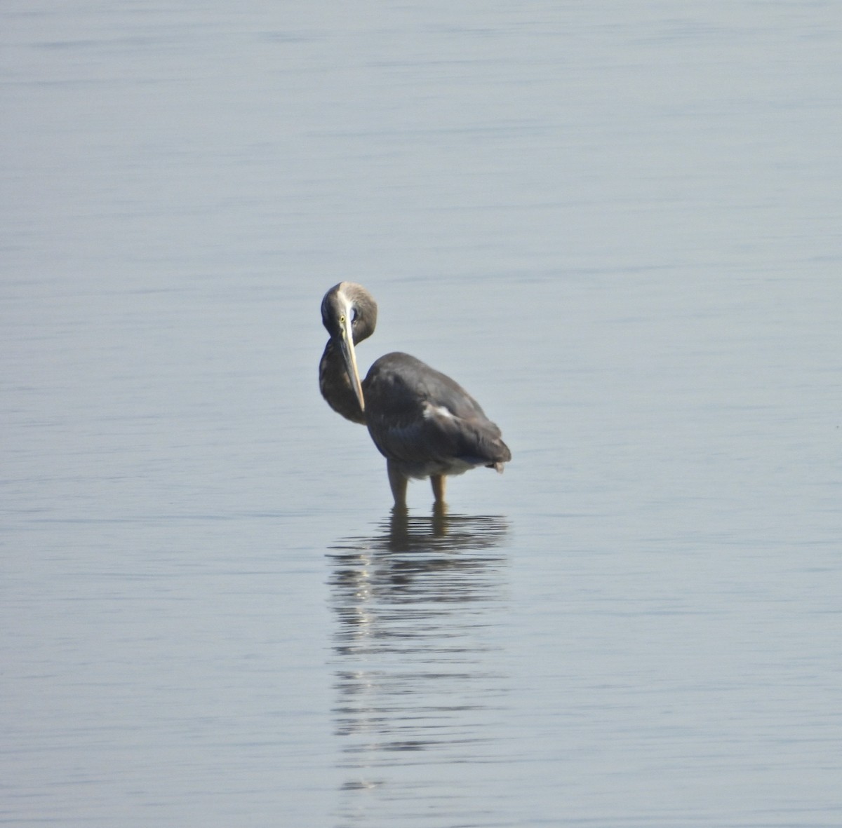 Great Blue Heron - Jay Luke