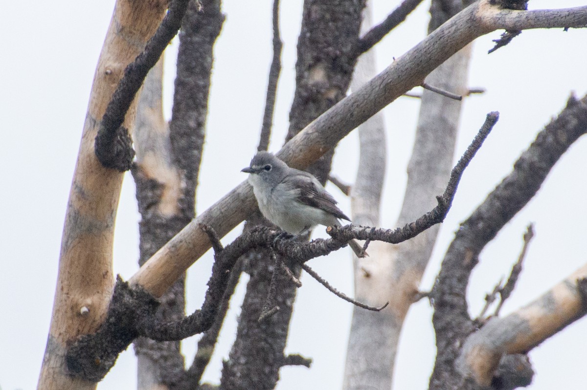 Plumbeous Vireo - Matt Blaze