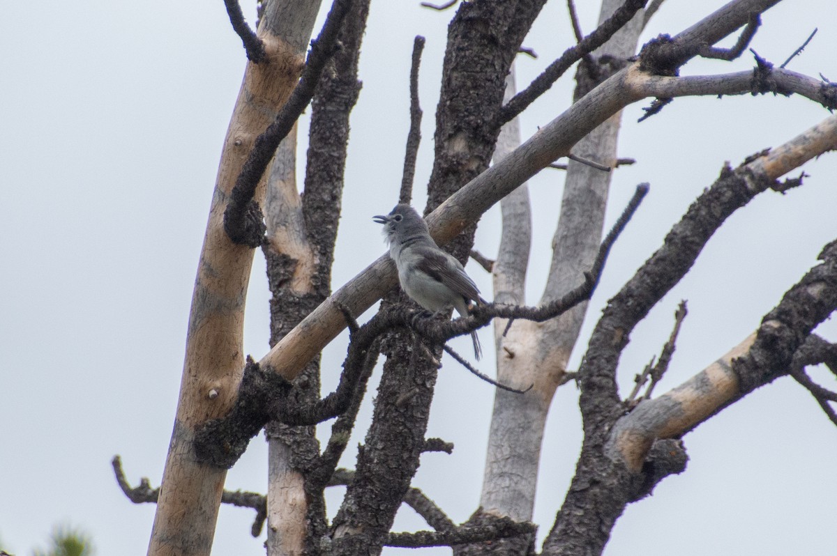 Plumbeous Vireo - Matt Blaze