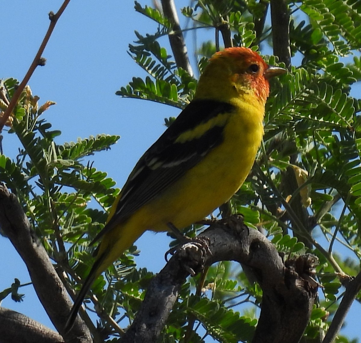 Western Tanager - ML619636619