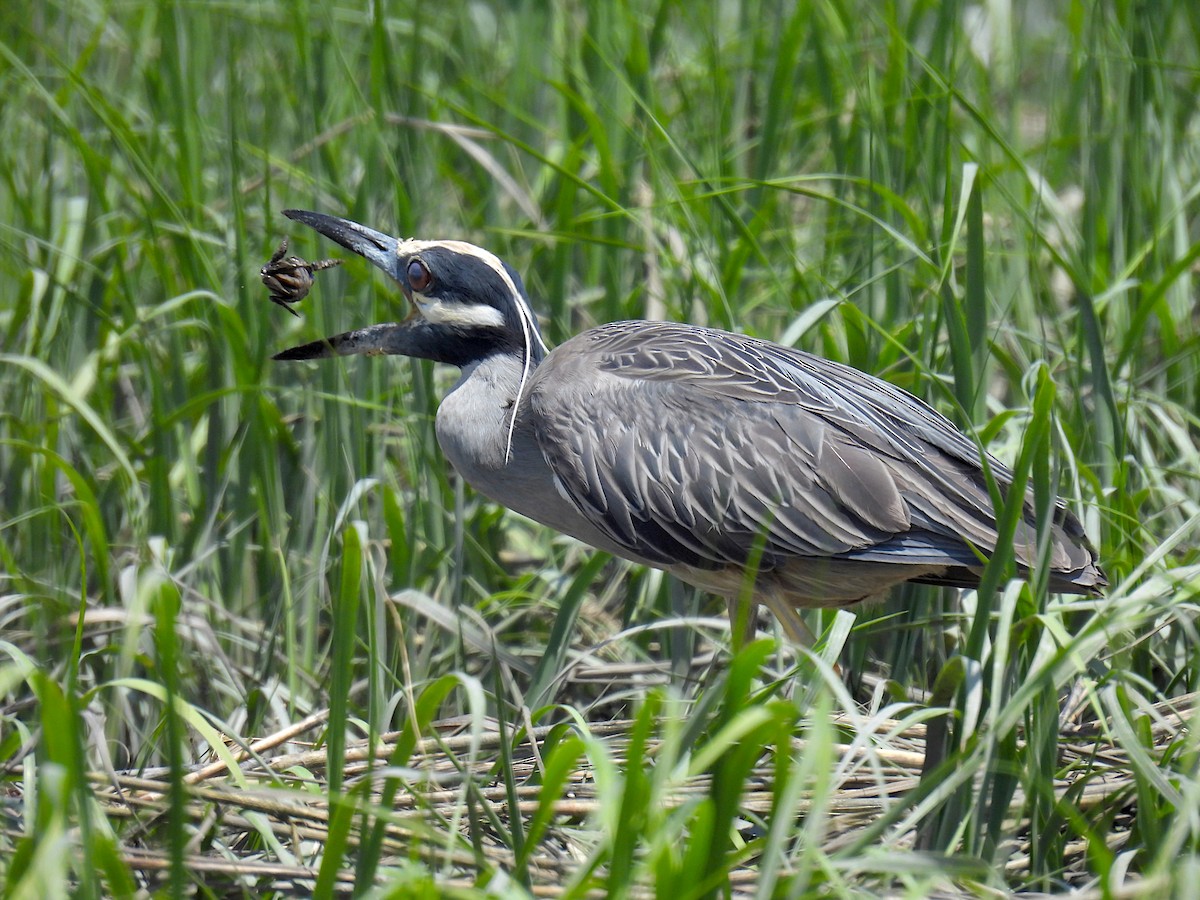 Yellow-crowned Night Heron - ML619636630