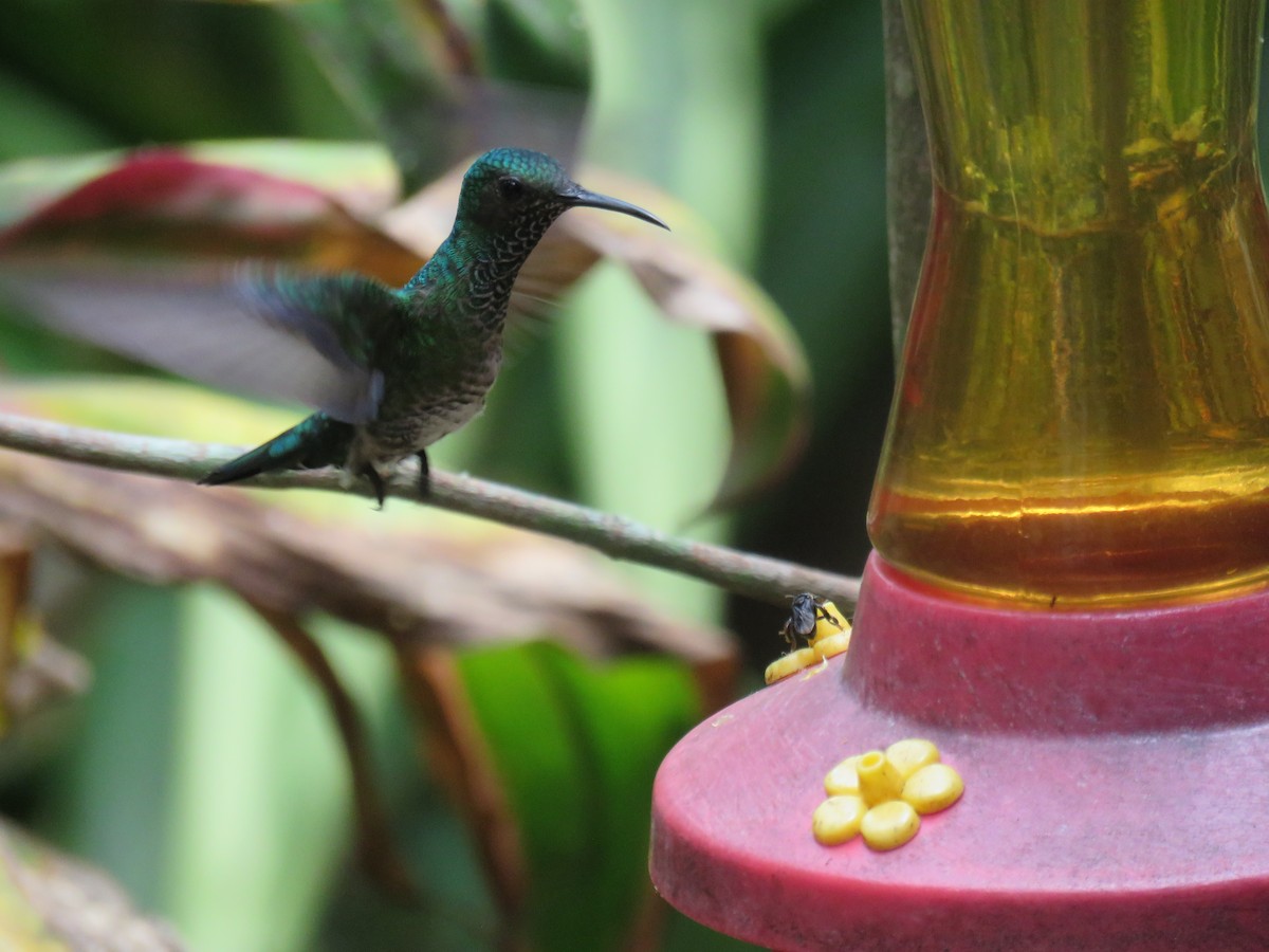 White-necked Jacobin - Sam Holcomb