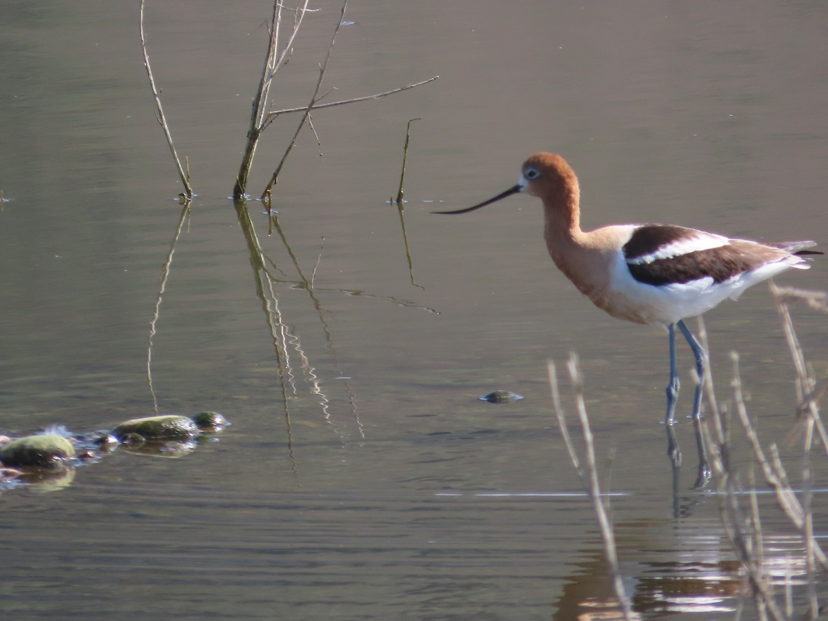 American Avocet - Bruce Pasfield