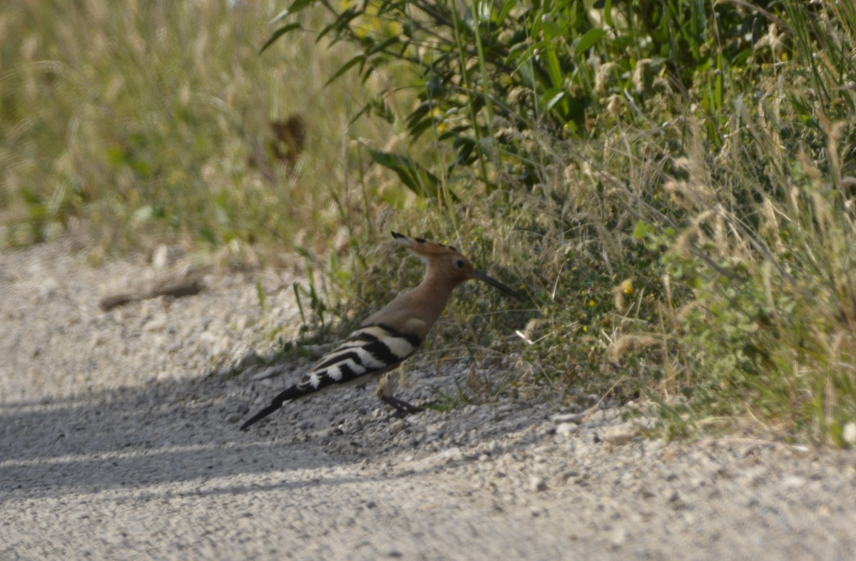 Eurasian Hoopoe - Dominique Blanc