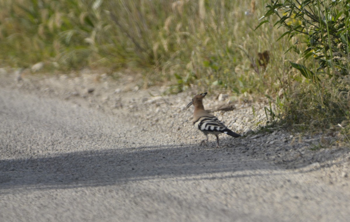 Eurasian Hoopoe - Dominique Blanc