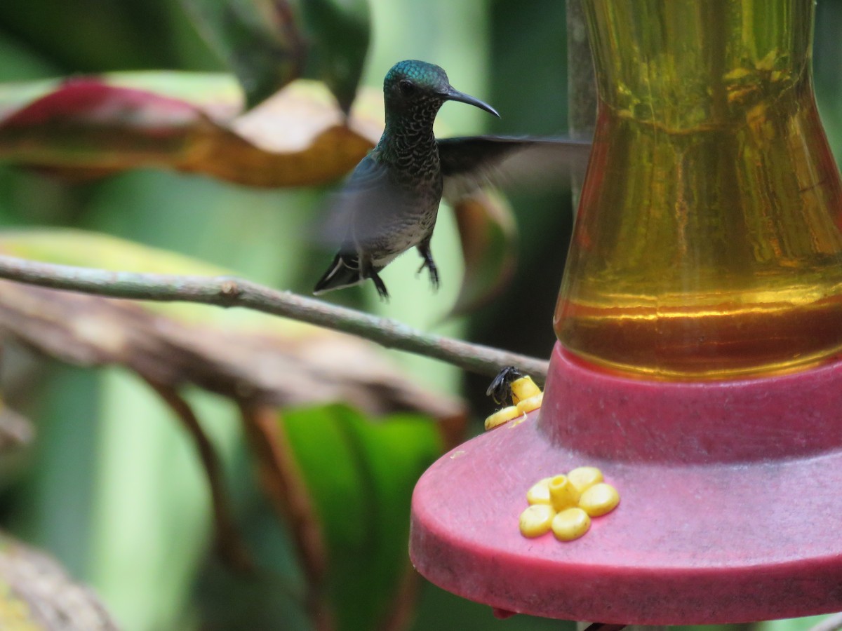 White-necked Jacobin - Sam Holcomb