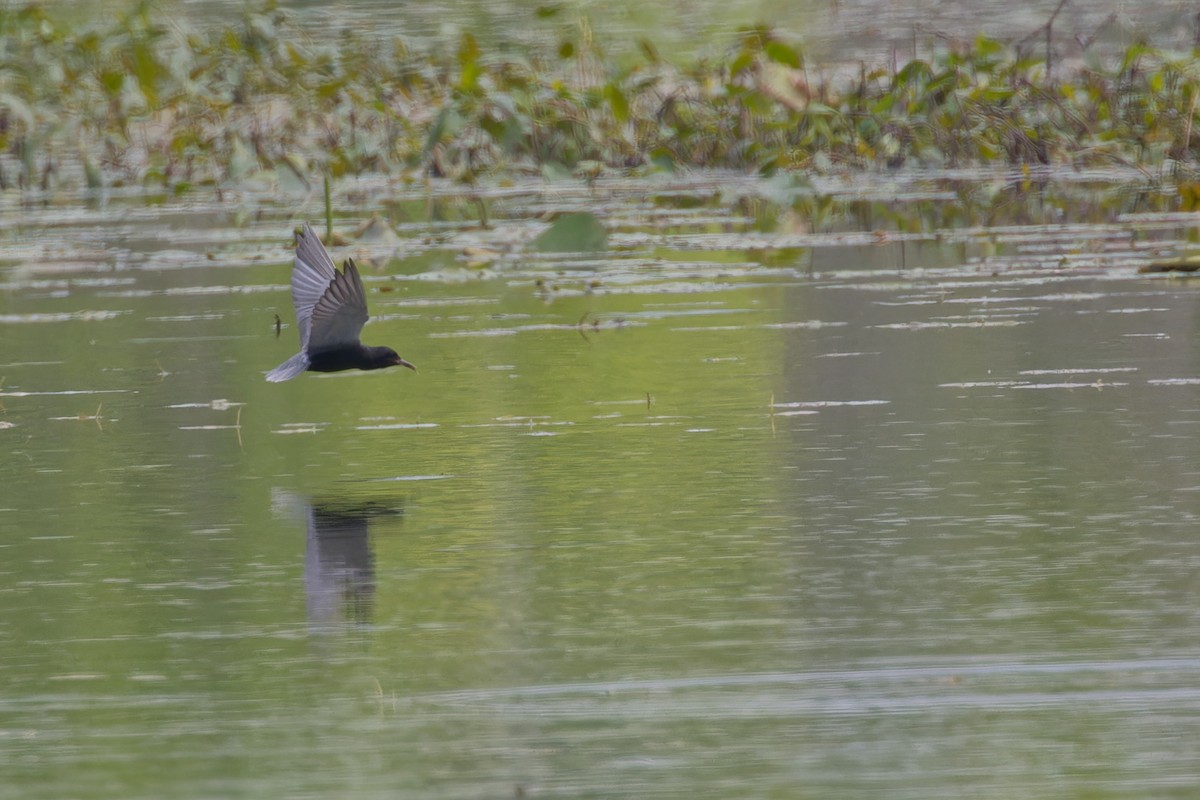 Black Tern - Mario St-Gelais