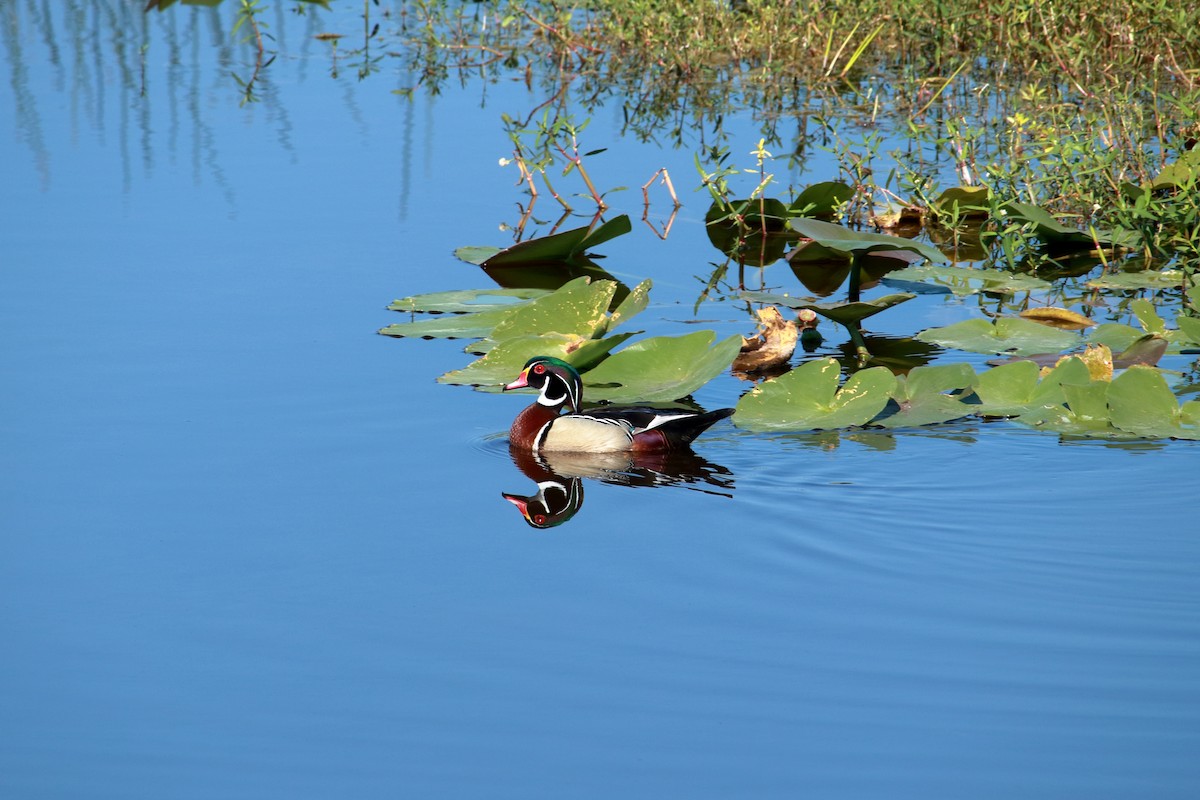 Wood Duck - Taylor DiTarando