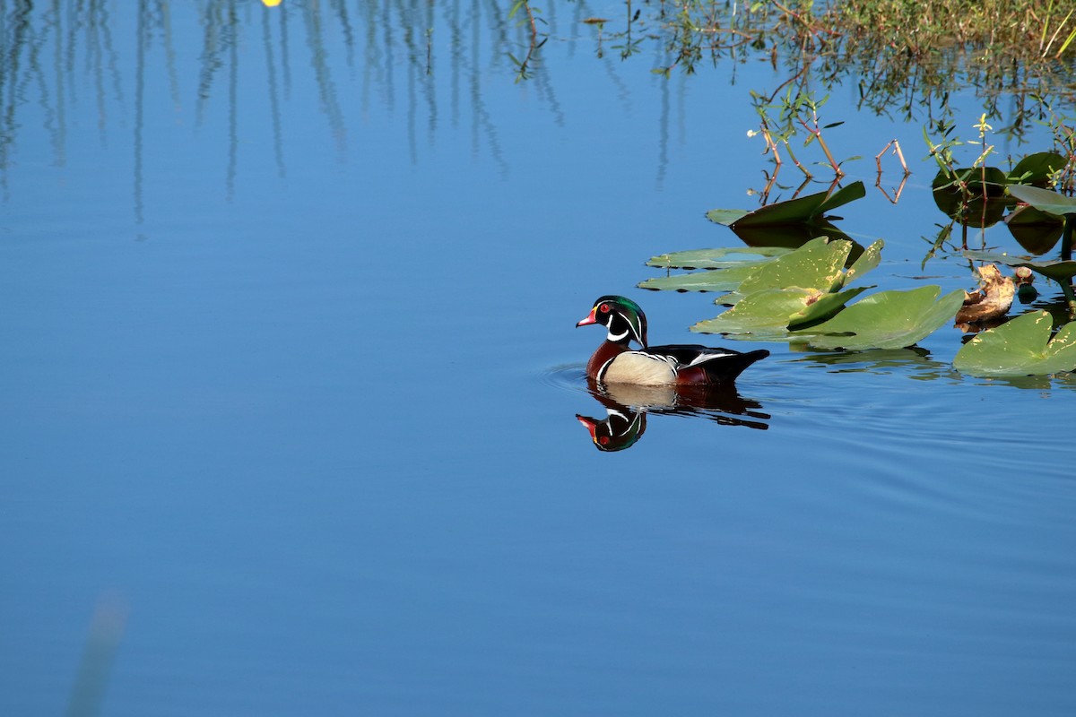 Wood Duck - ML619636648