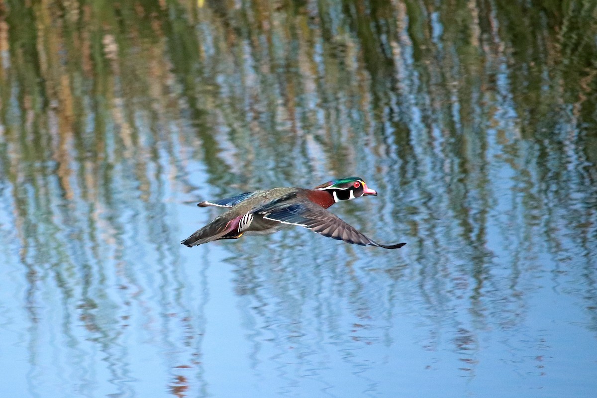 Wood Duck - Taylor DiTarando