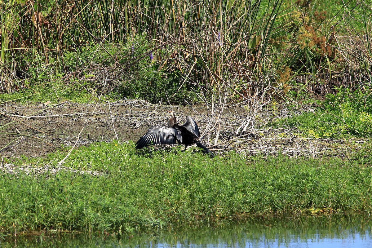 Anhinga - Taylor DiTarando