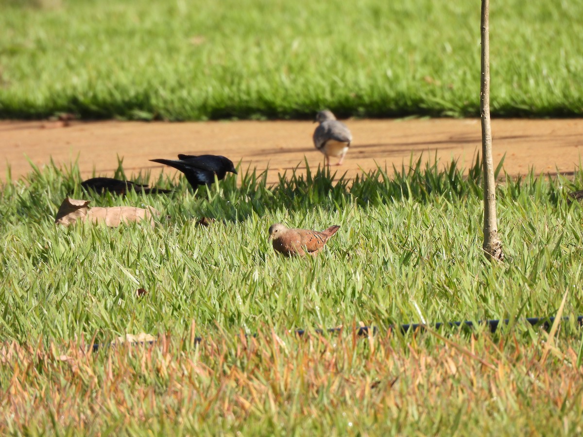 Scaled Dove - Iza Alencar