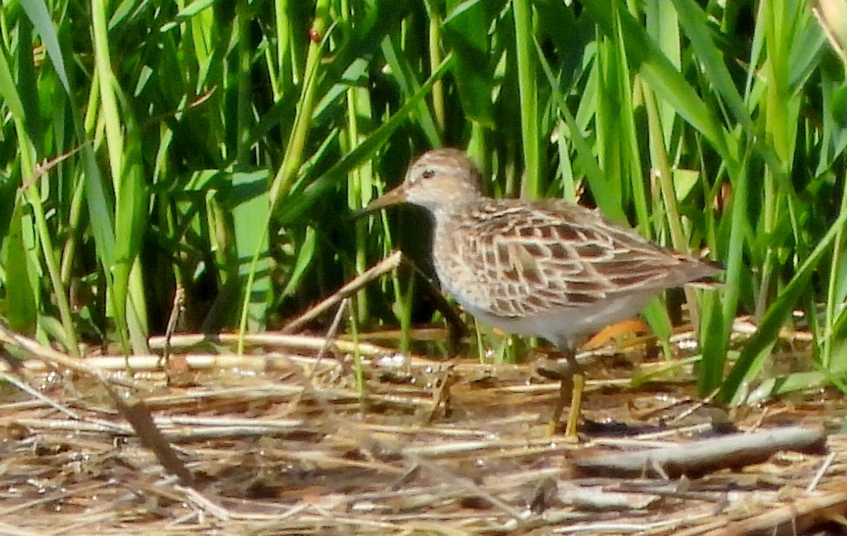 Pectoral Sandpiper - Bonnie Heinecke