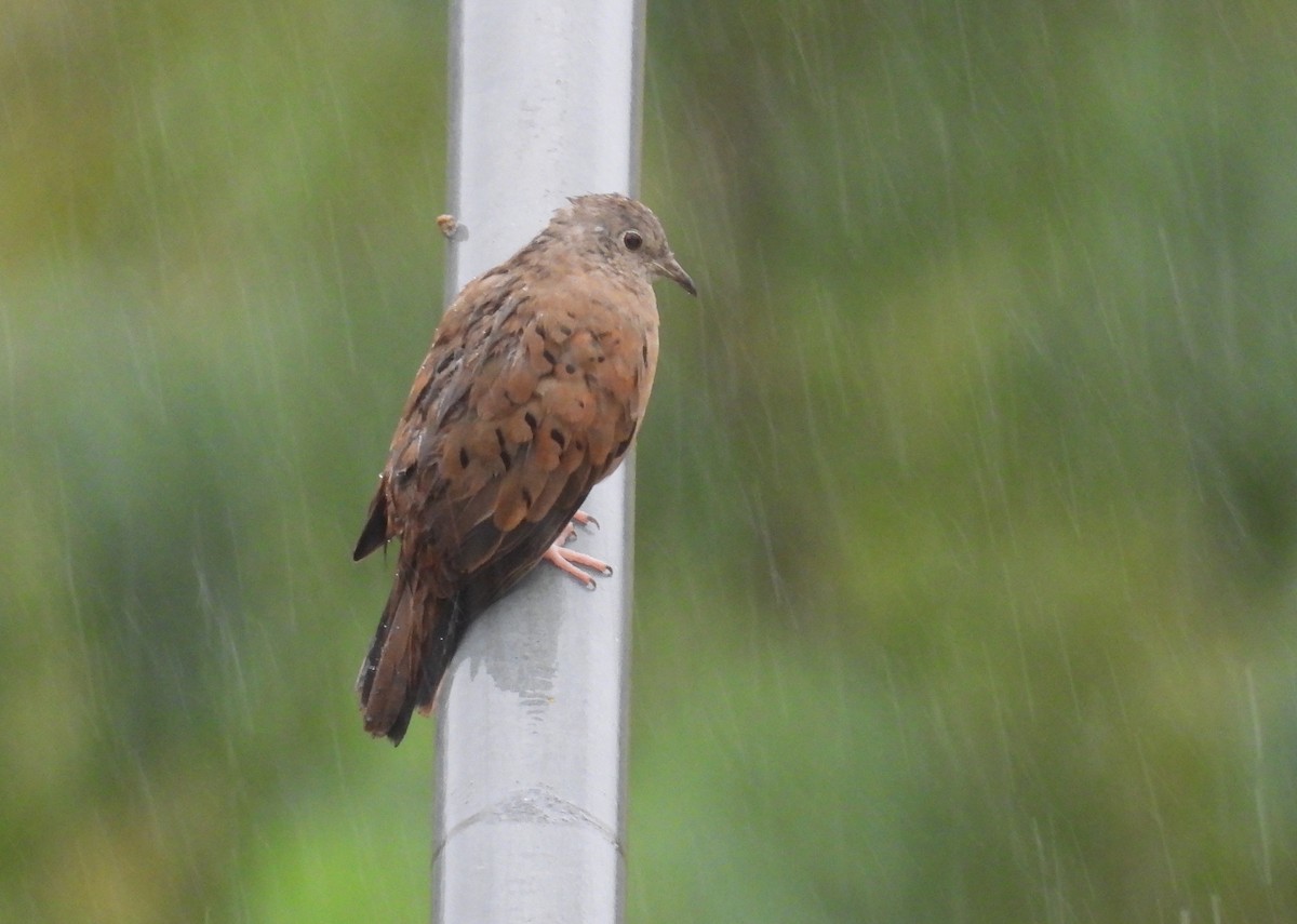 Ruddy Ground Dove - Rodrigo Quadros