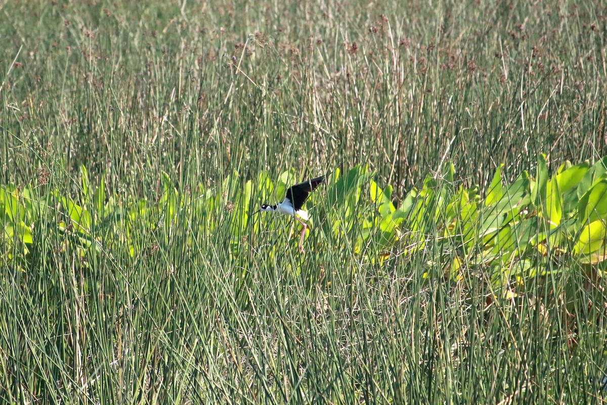 Black-necked Stilt - Taylor DiTarando