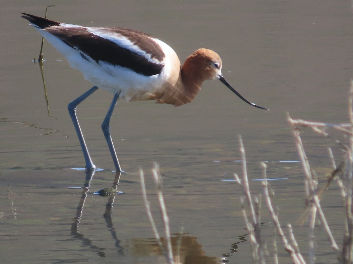 American Avocet - Bruce Pasfield